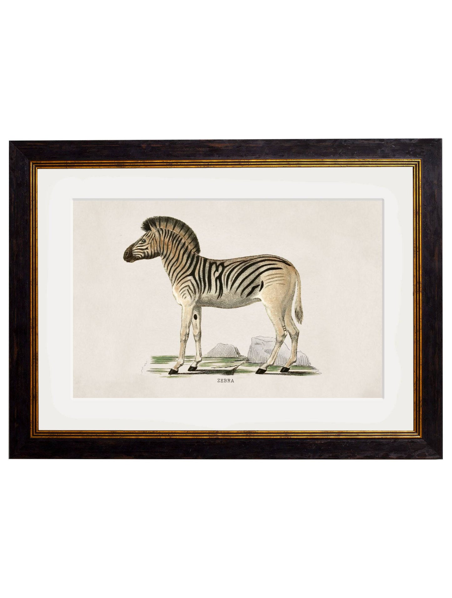C.1836 Zebra for sale - Woodcock and Cavendish