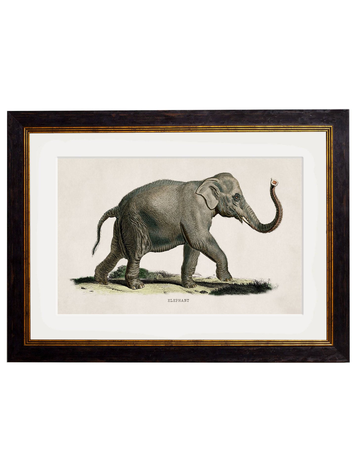 C.1846 Elephants for sale - Woodcock and Cavendish