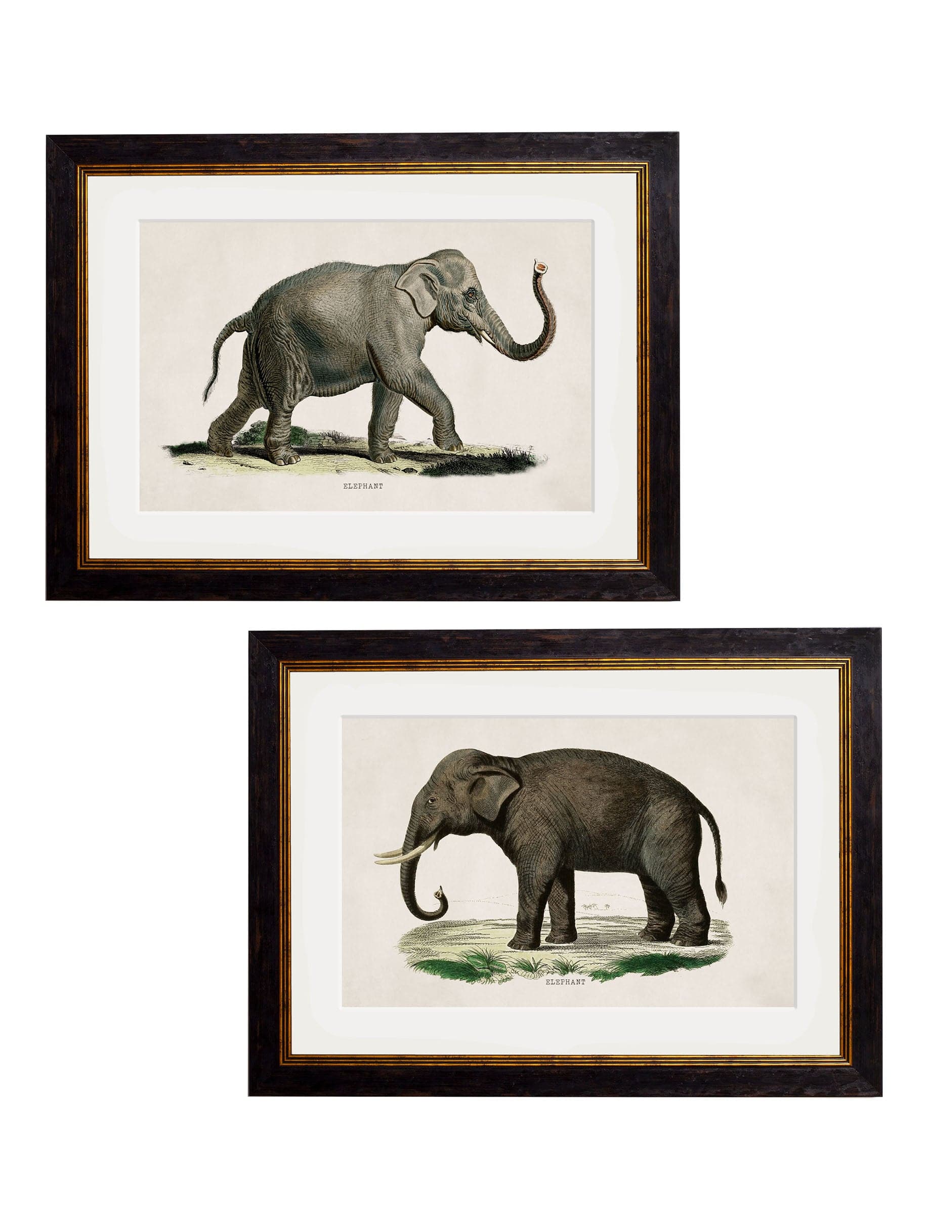 C.1846 Elephants for sale - Woodcock and Cavendish