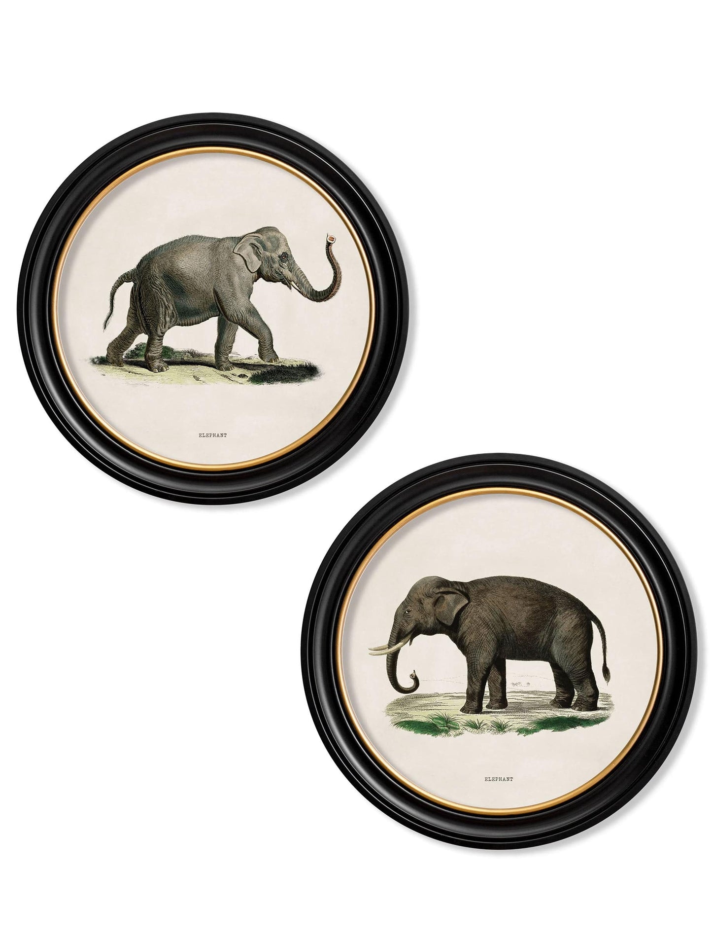 C.1846 Elephants - Round Frame Set Of Two for sale - Woodcock and Cavendish