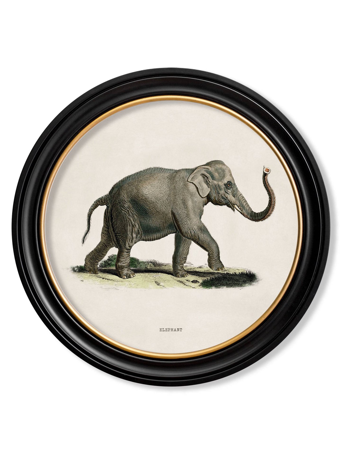 C.1846 Elephants - Round Frame for sale - Woodcock and Cavendish
