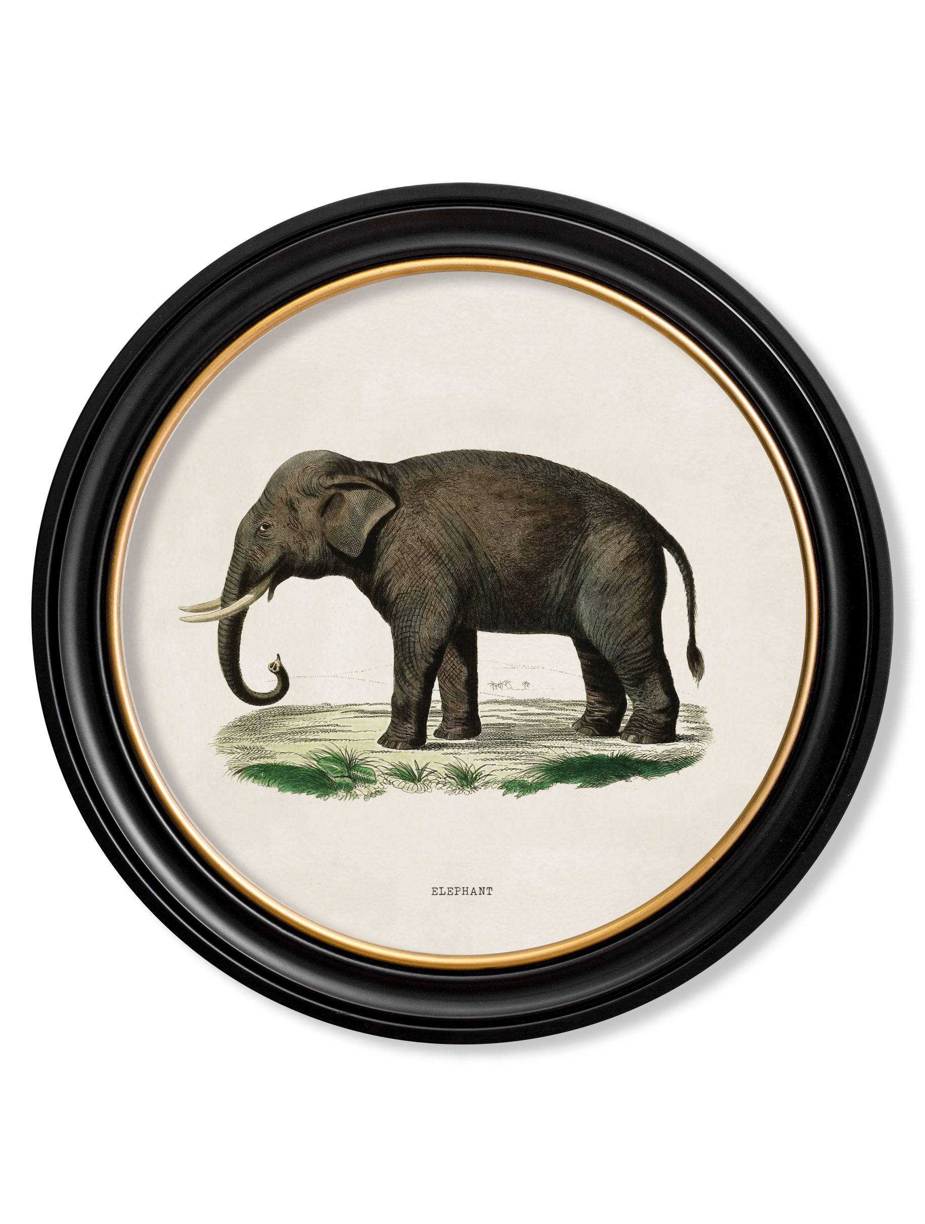 C.1846 Elephants - Round Frame for sale - Woodcock and Cavendish