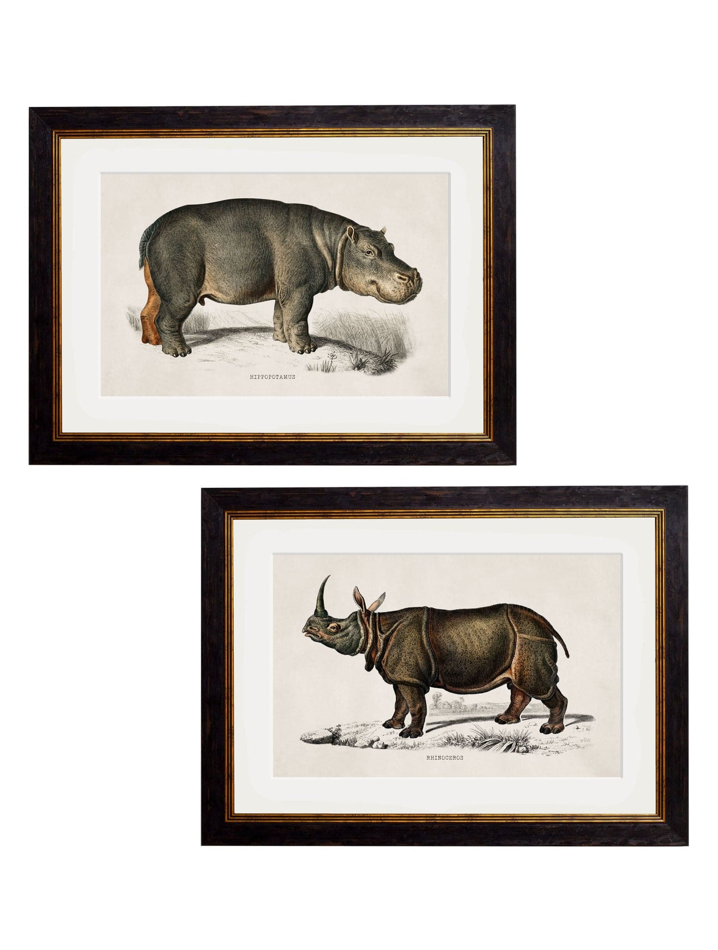 C.1846 Rhino for sale - Woodcock and Cavendish