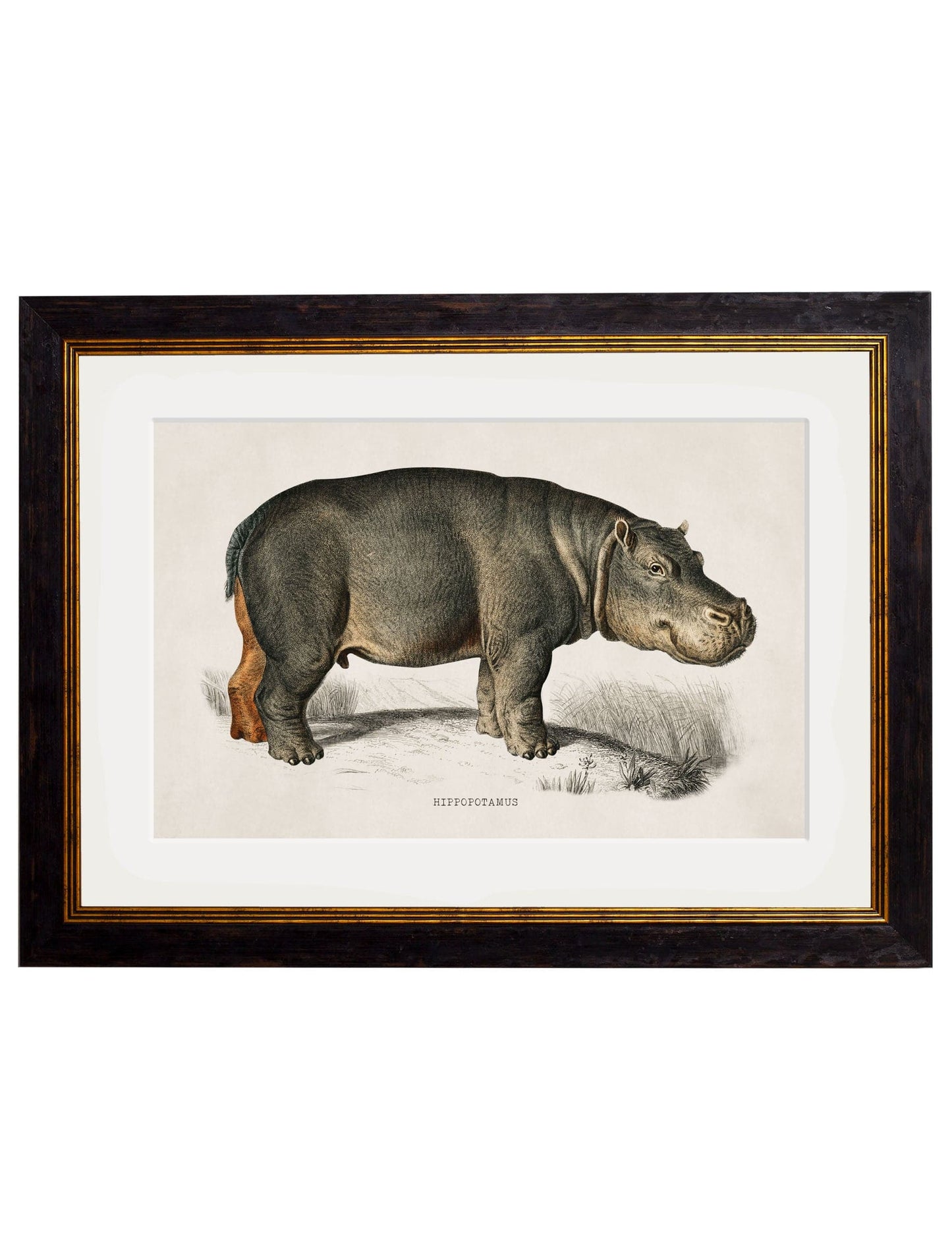 C.1846 Hippo for sale - Woodcock and Cavendish