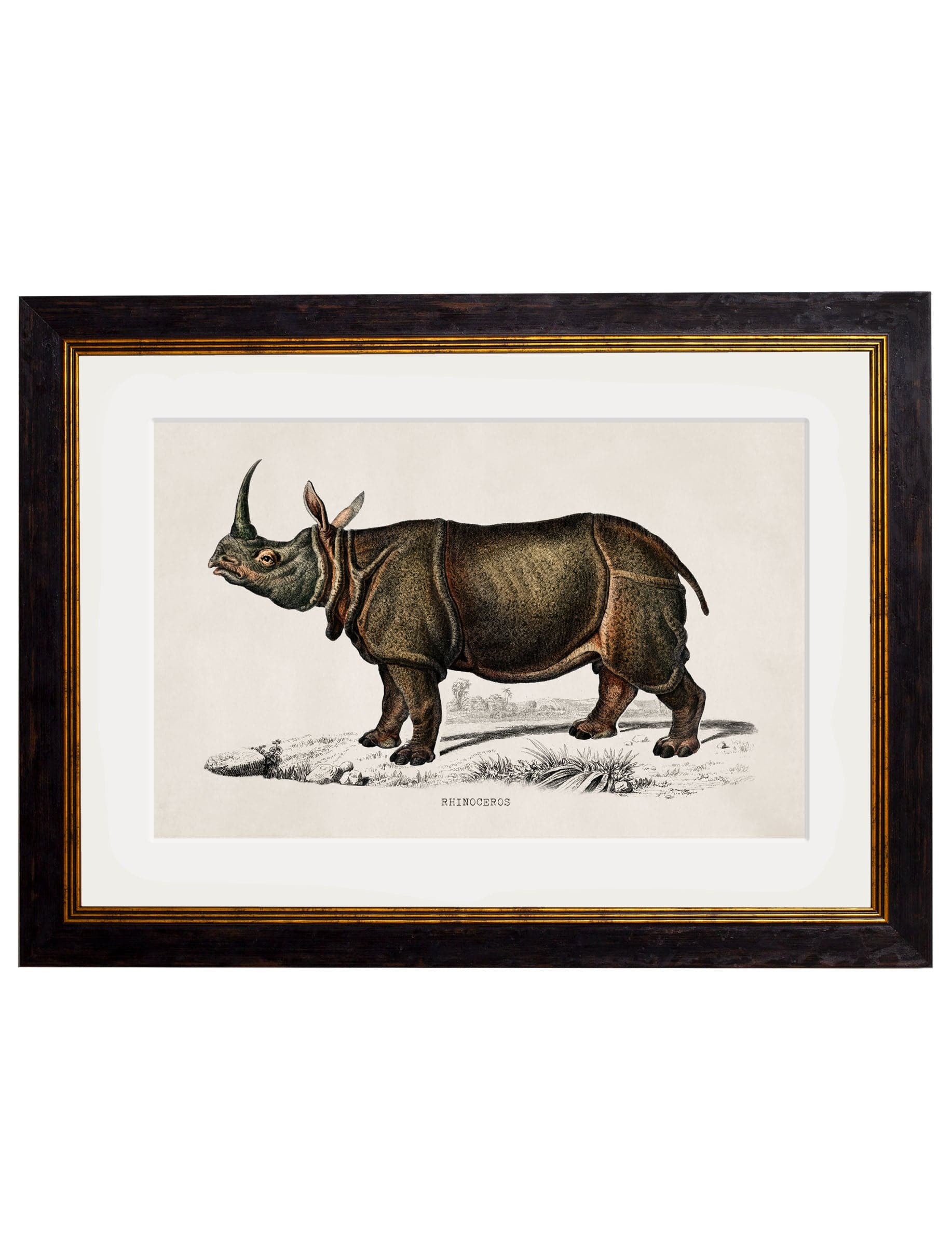 C.1846 Rhino for sale - Woodcock and Cavendish