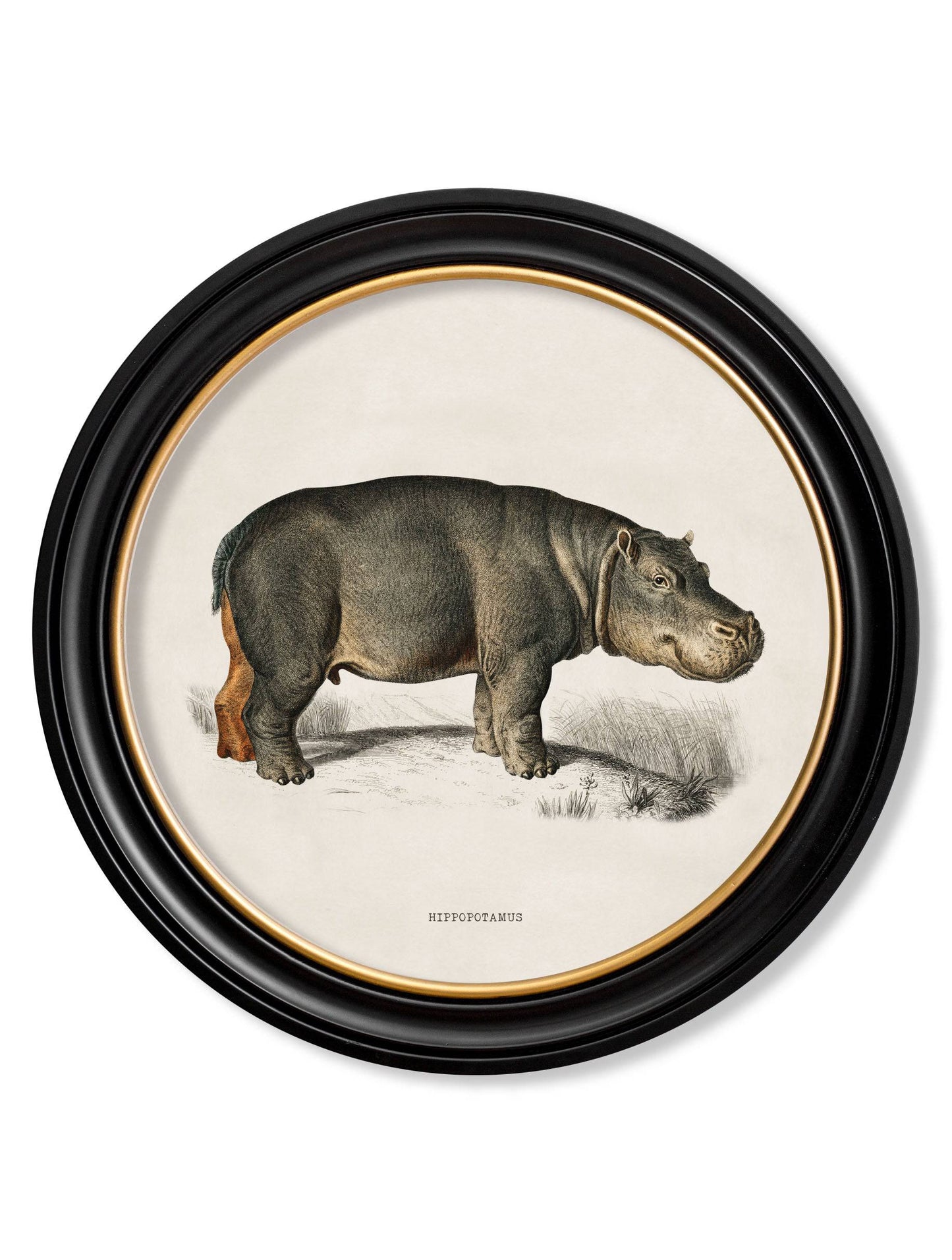 C.1846 Hippo- Round Frames for sale - Woodcock and Cavendish