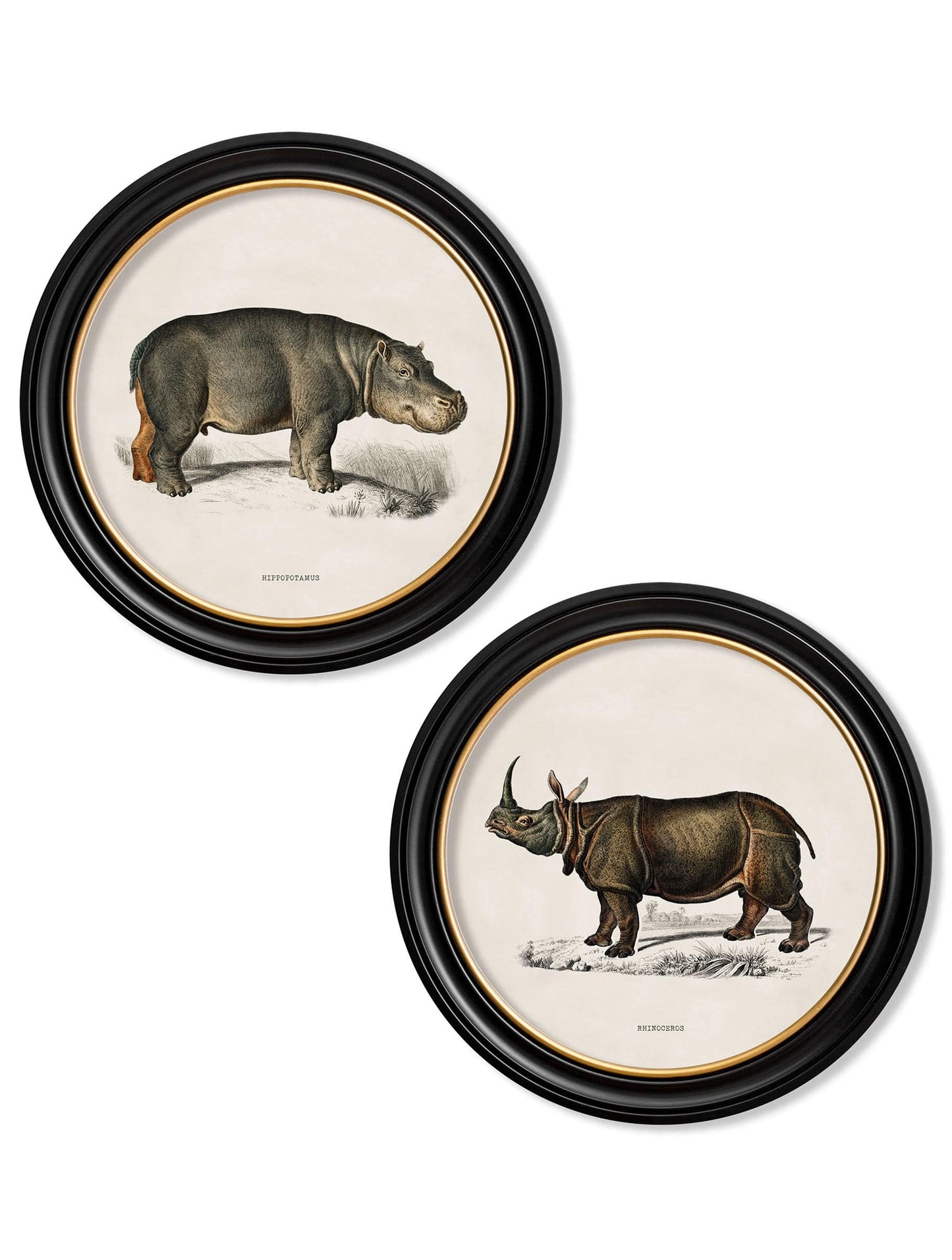 C.1846 Rhino - Round Frames for sale - Woodcock and Cavendish