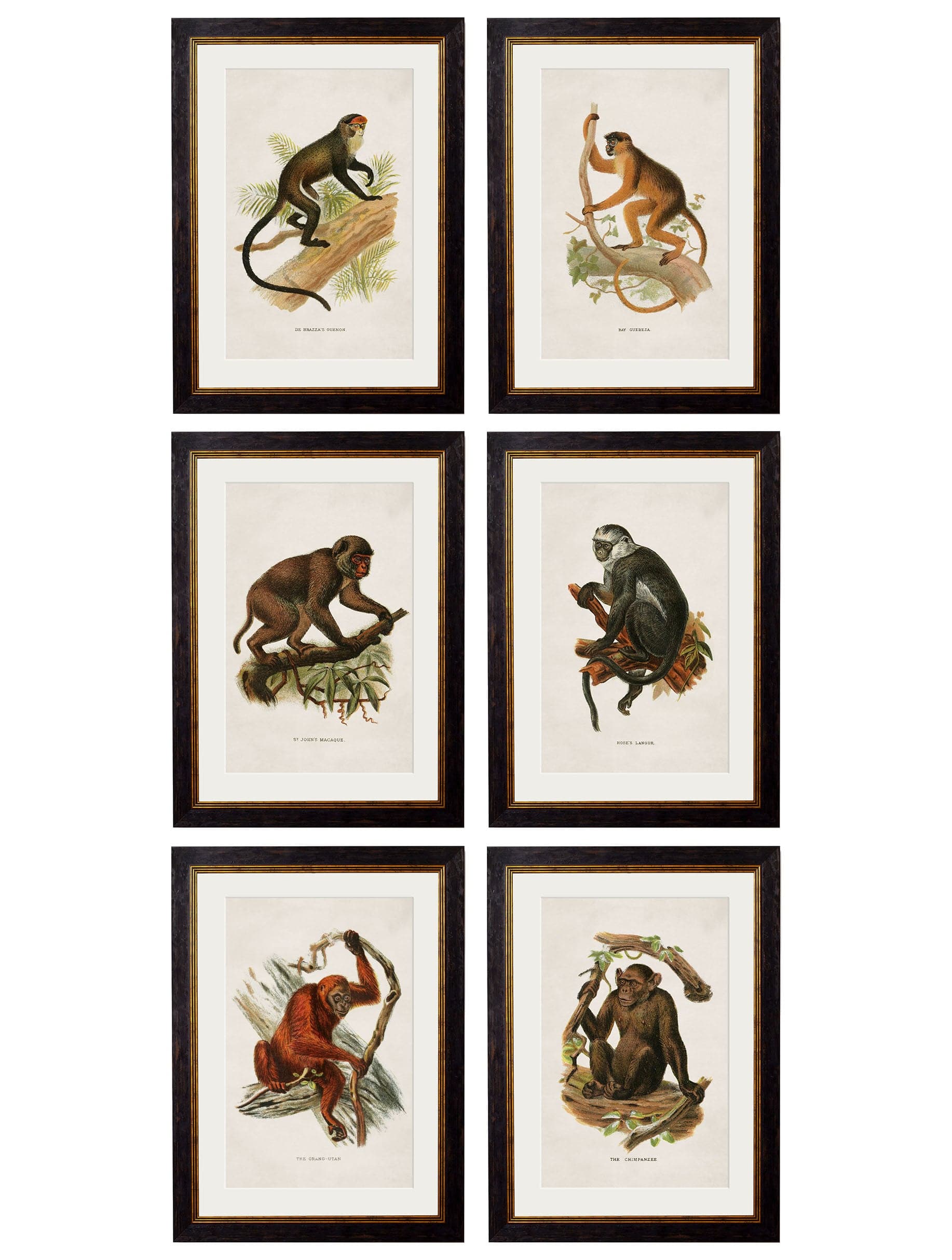 C.1910 Collection of Primates - Set for sale - Woodcock and Cavendish