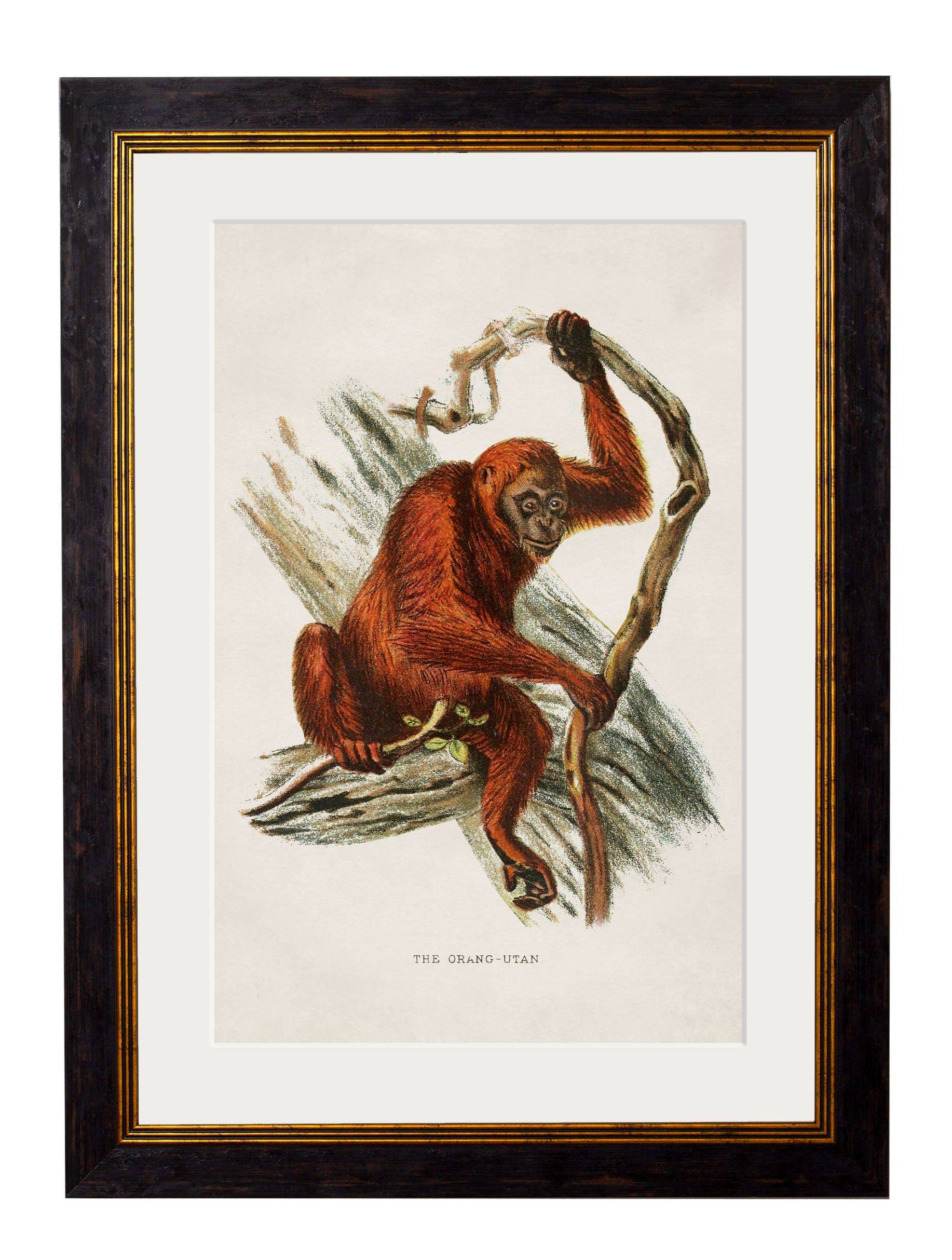 C.1910 Collection of Primates - Set for sale - Woodcock and Cavendish