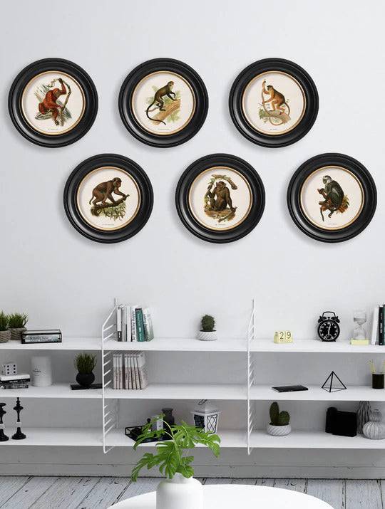 C.1910 Collection of Primates in Round Frame - Set for sale - Woodcock and Cavendish