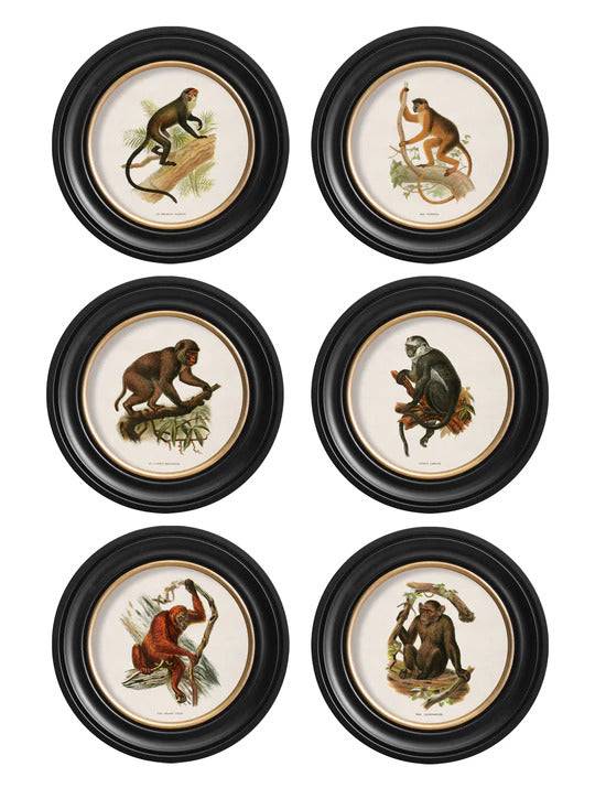 C.1910 Collection of Primates in Round Frame for sale - Woodcock and Cavendish