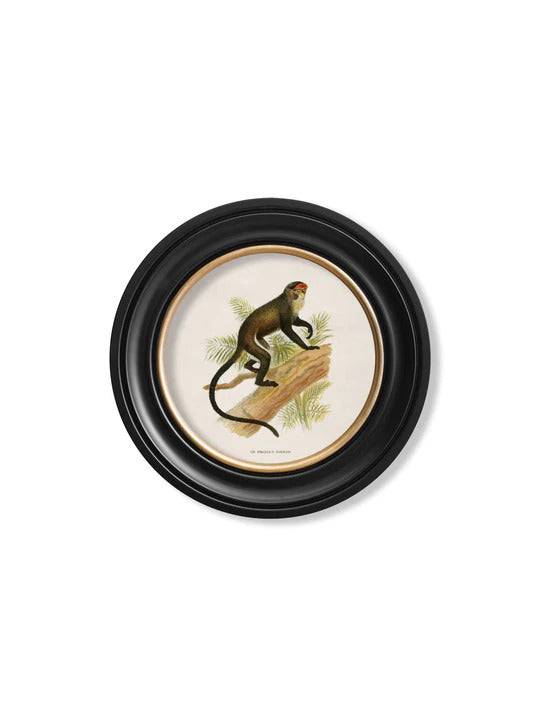 C.1910 Collection of Primates in Round Frame for sale - Woodcock and Cavendish