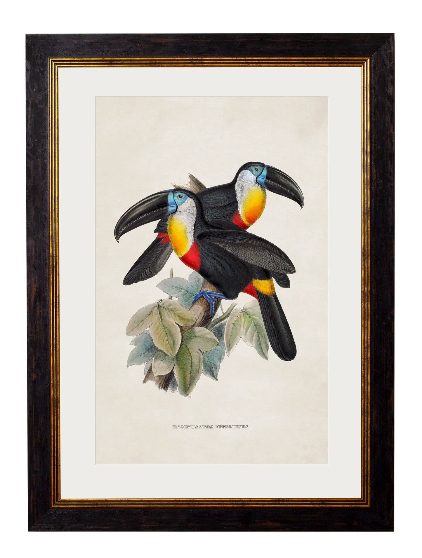 C.1848 Toucans Frame for sale - Woodcock and Cavendish