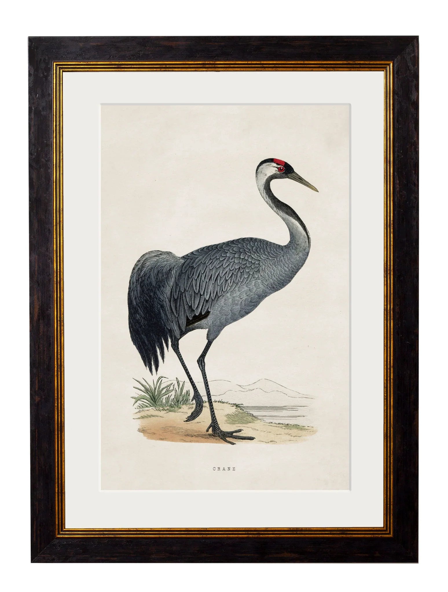 C.1850's British Wading Birds Frames for sale - Woodcock and Cavendish
