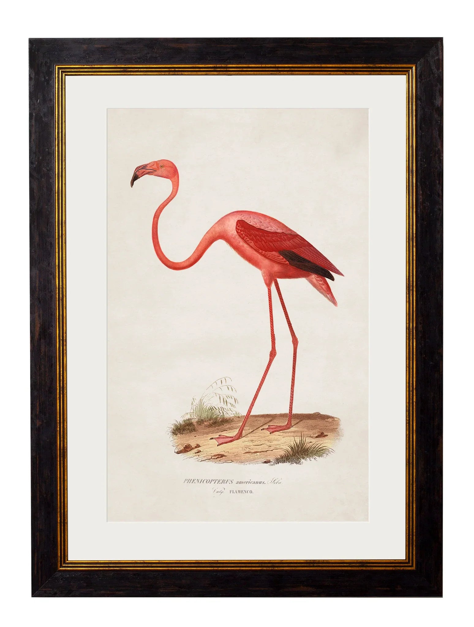 C.1830 Flamingo Frame for sale - Woodcock and Cavendish