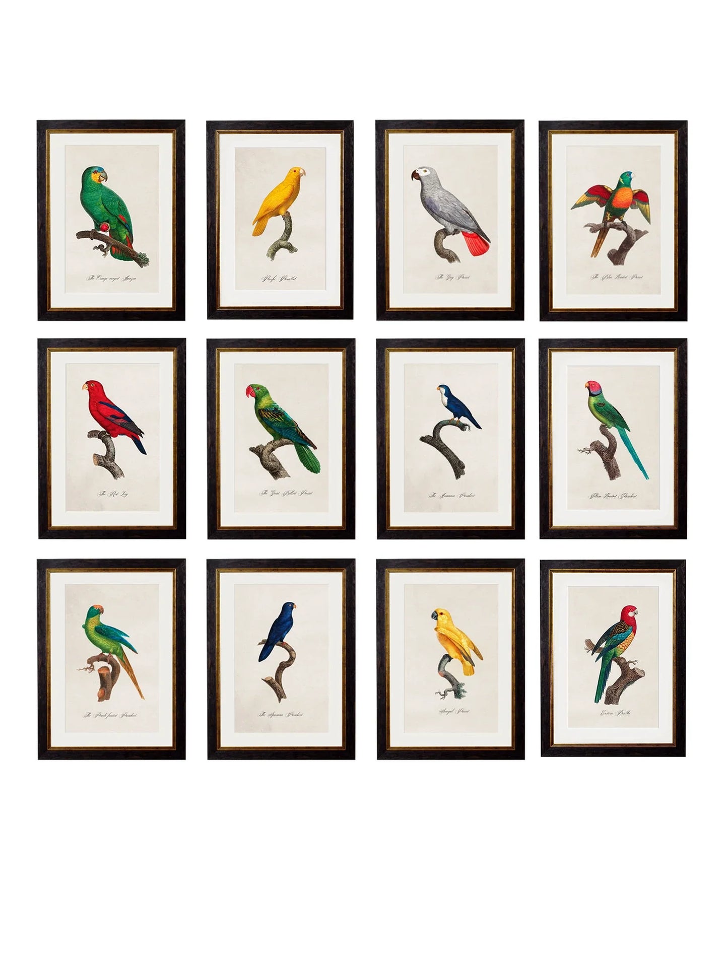 C.1800's Collection Of Parrots for sale - Woodcock and Cavendish