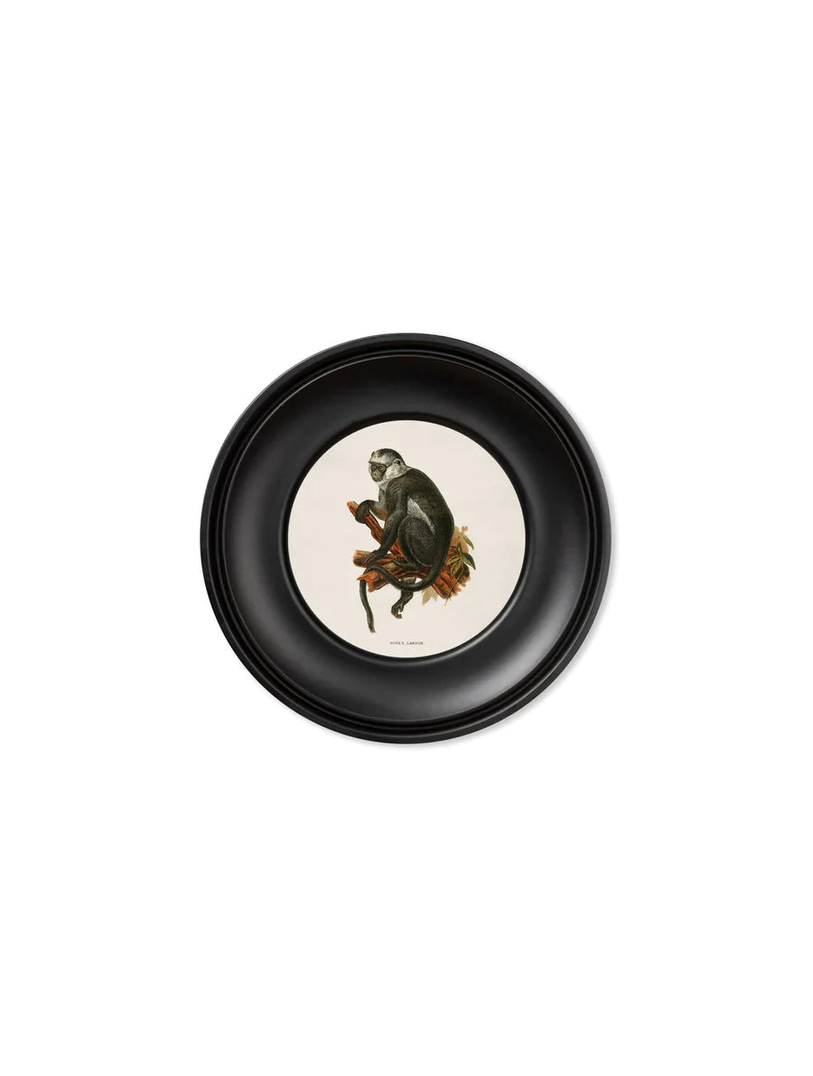 C.1910 Collection of Primates in Round Frame MINI for sale - Woodcock and Cavendish