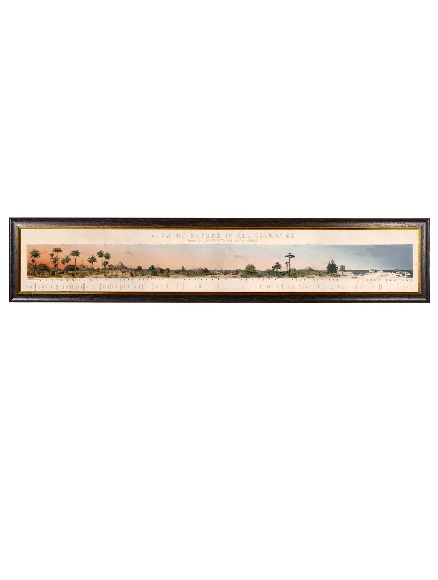 C.1852 Nature View - Equator to Arctic Circle Frame for sale - Woodcock and Cavendish