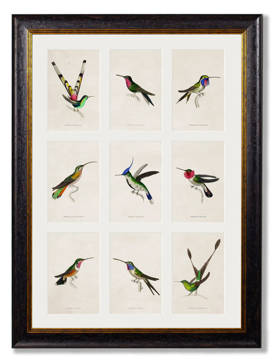C.1833 Hummingbirds - Group Frame for sale - Woodcock and Cavendish