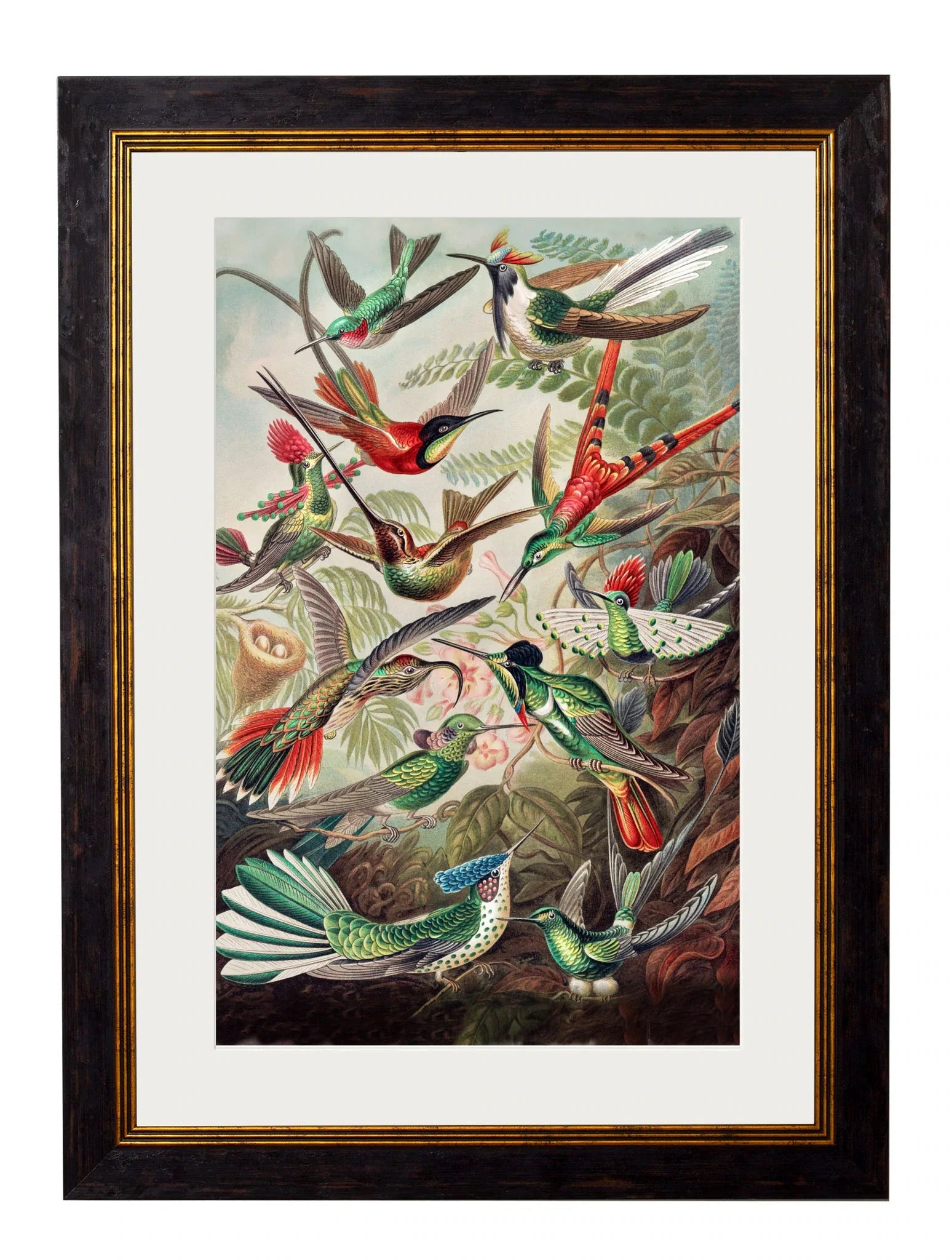 C.1904 Haeckel Hummingbirds' Frame for sale - Woodcock and Cavendish