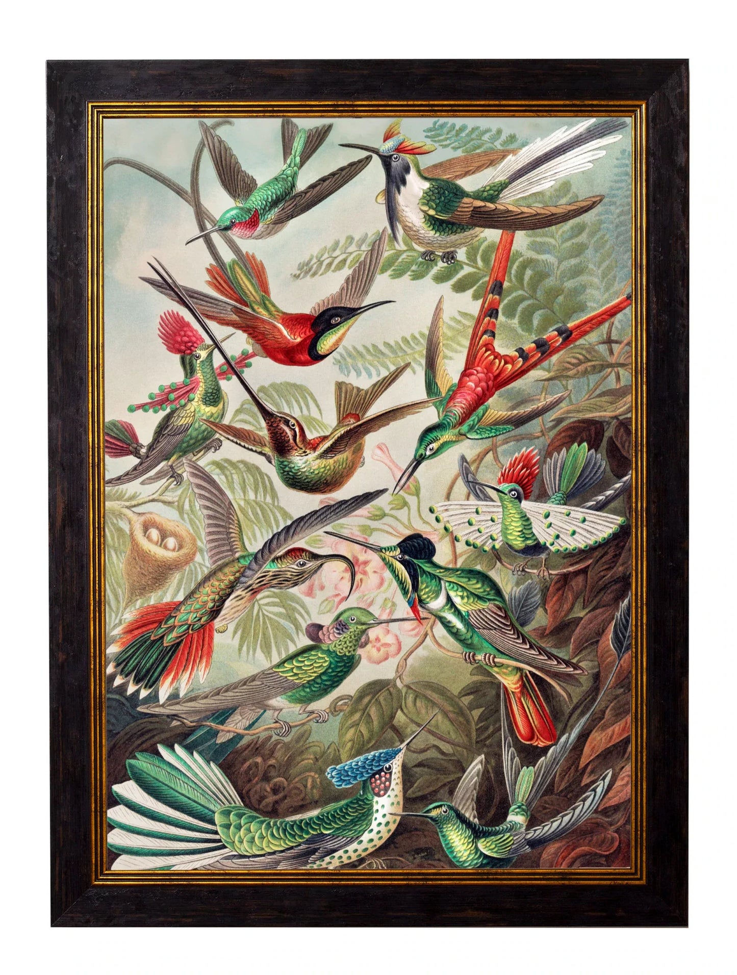 C.1904 Haeckel Hummingbirds' Frame for sale - Woodcock and Cavendish