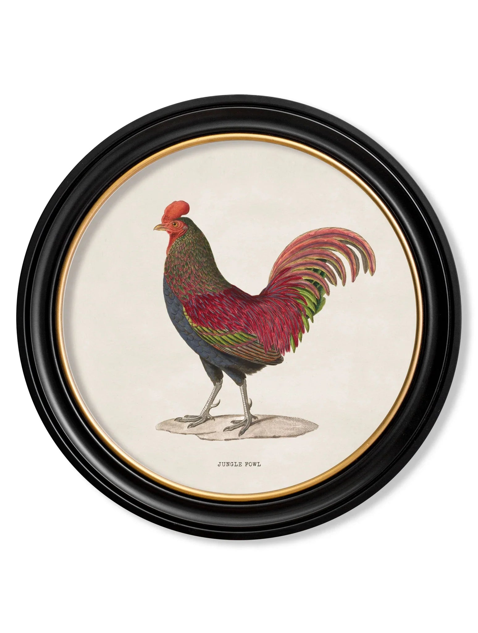 C.1838 Junglefowl in Round Frames for sale - Woodcock and Cavendish