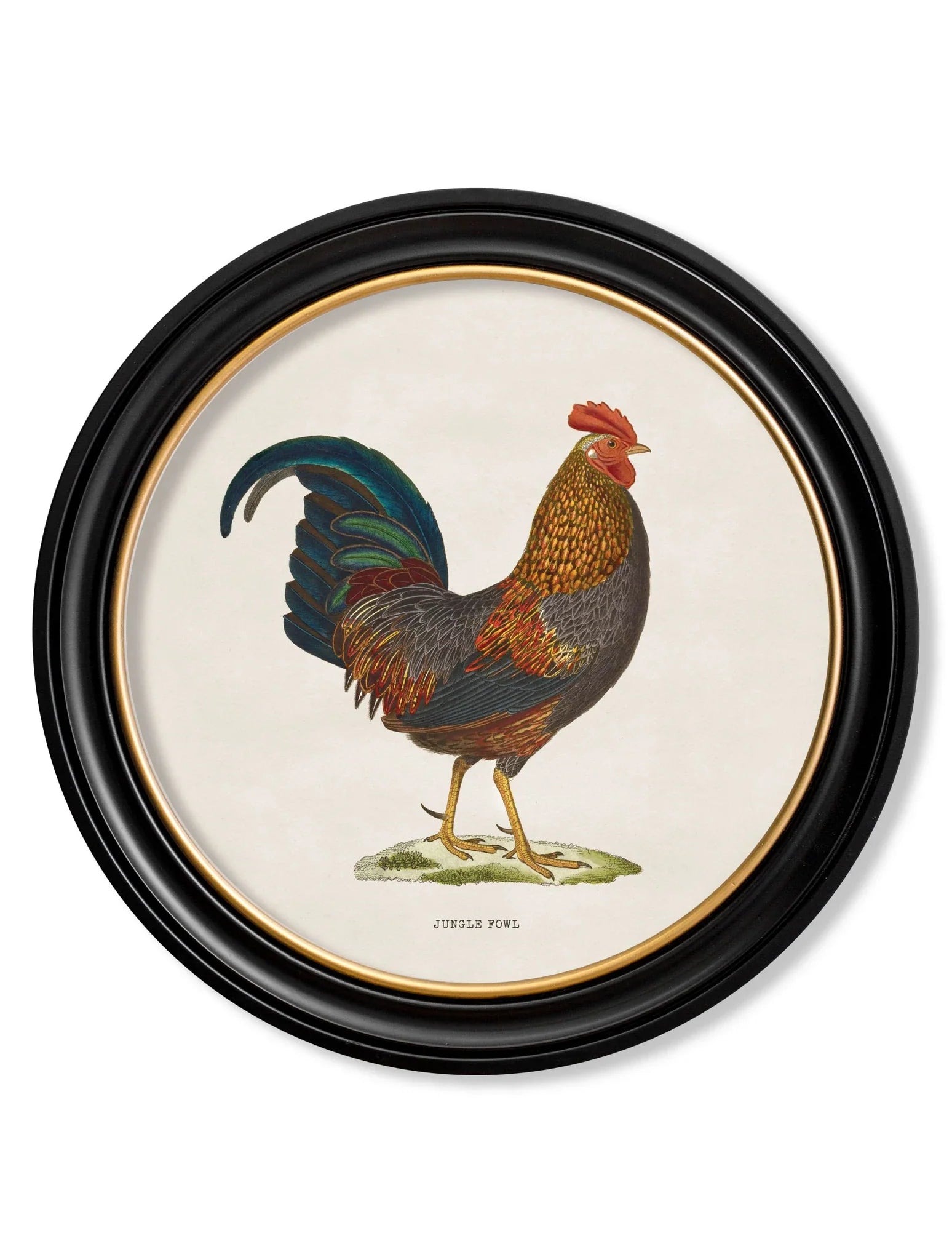 C.1838 Junglefowl in Round Frames for sale - Woodcock and Cavendish