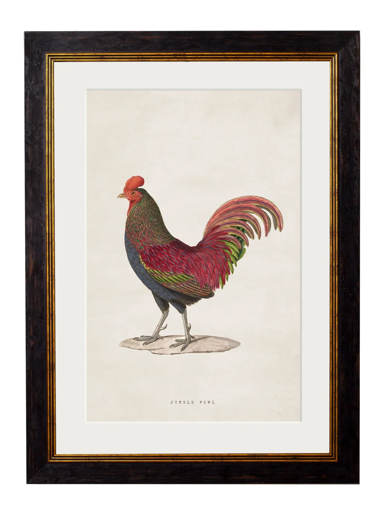 C.1838 Junglefowl Frames for sale - Woodcock and Cavendish