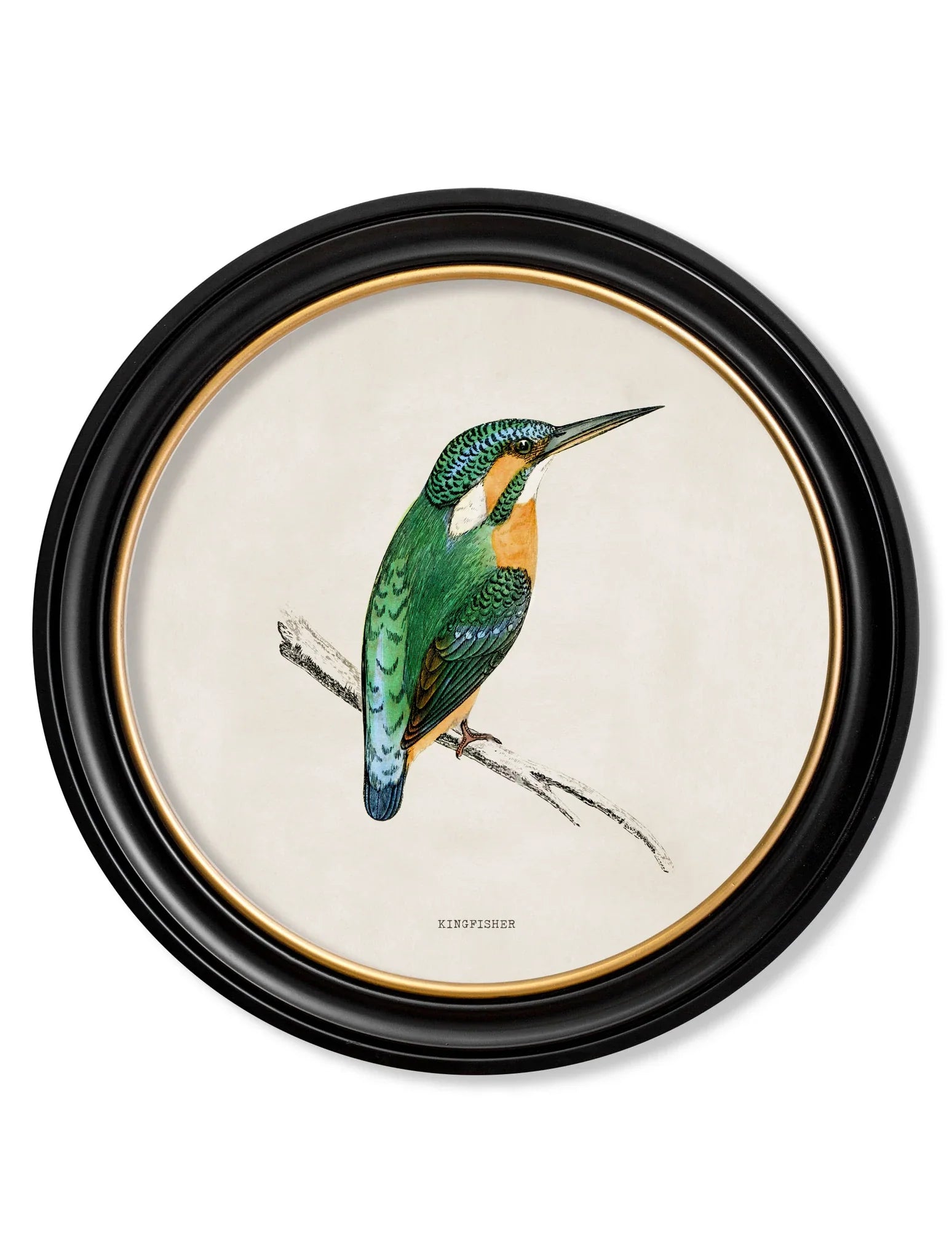 C.1870 Kingfisher and Bee Eater Round Frames for sale - Woodcock and Cavendish