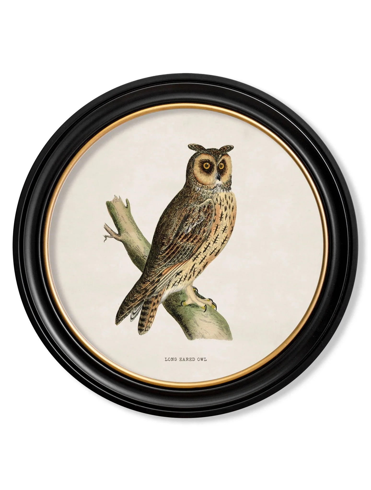 C.1870 British Owls in Round Frames for sale - Woodcock and Cavendish