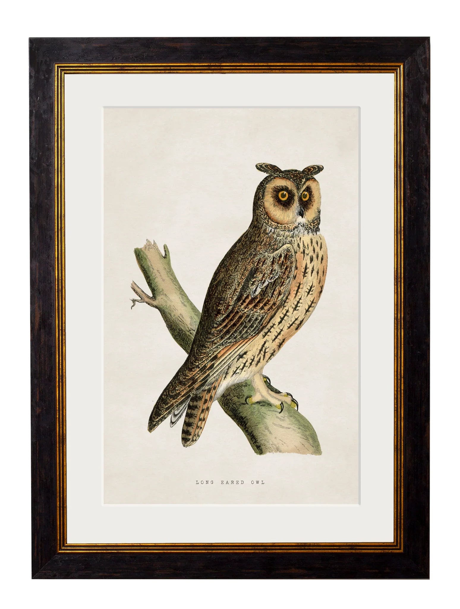C.1870 British Owls Frames for sale - Woodcock and Cavendish