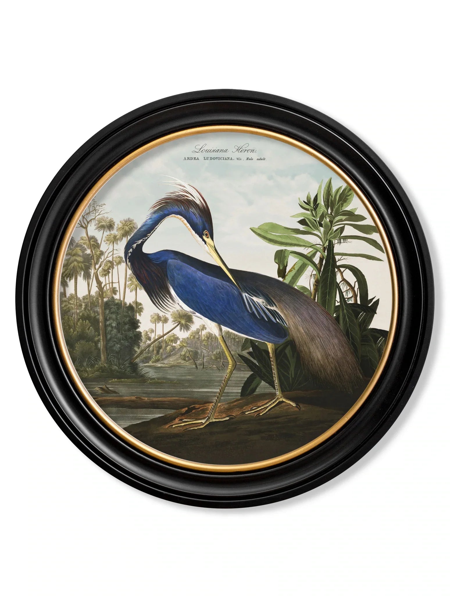 C.1838 Audubon's Herons in Round Frames for sale - Woodcock and Cavendish