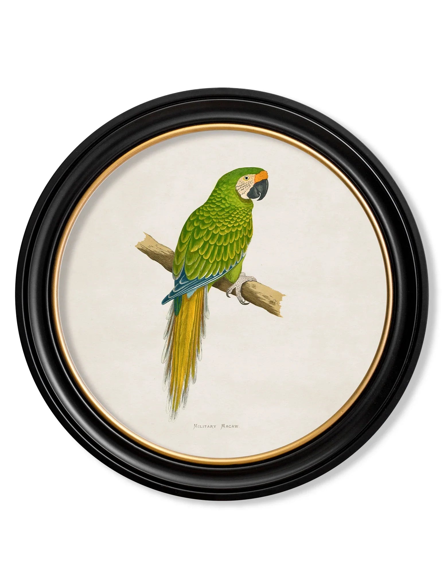 C.1884 Collections Of Macaws In Round Frames for sale - Woodcock and Cavendish