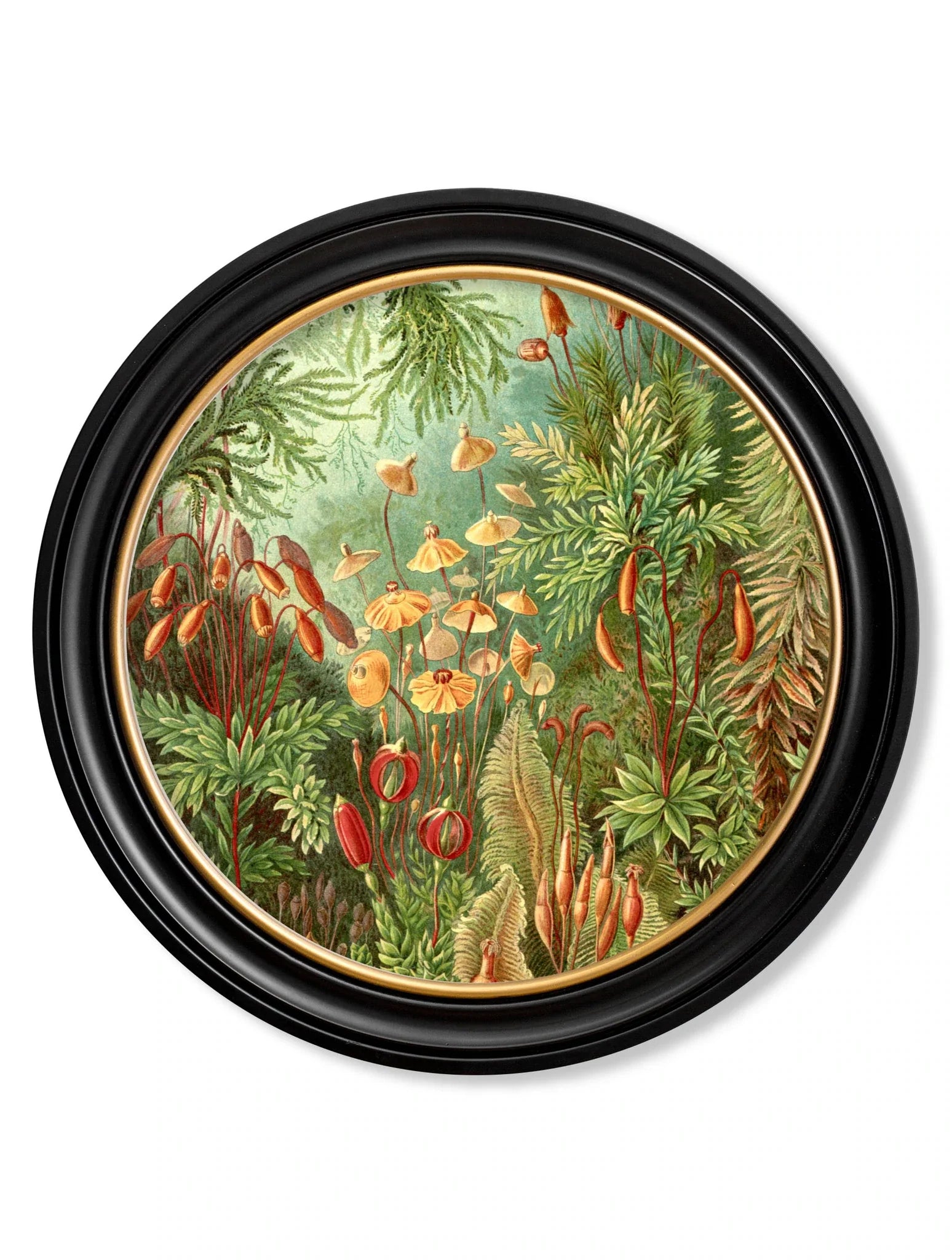 C.1904 Haeckel Flora And Fauna - Round Frames for sale - Woodcock and Cavendish