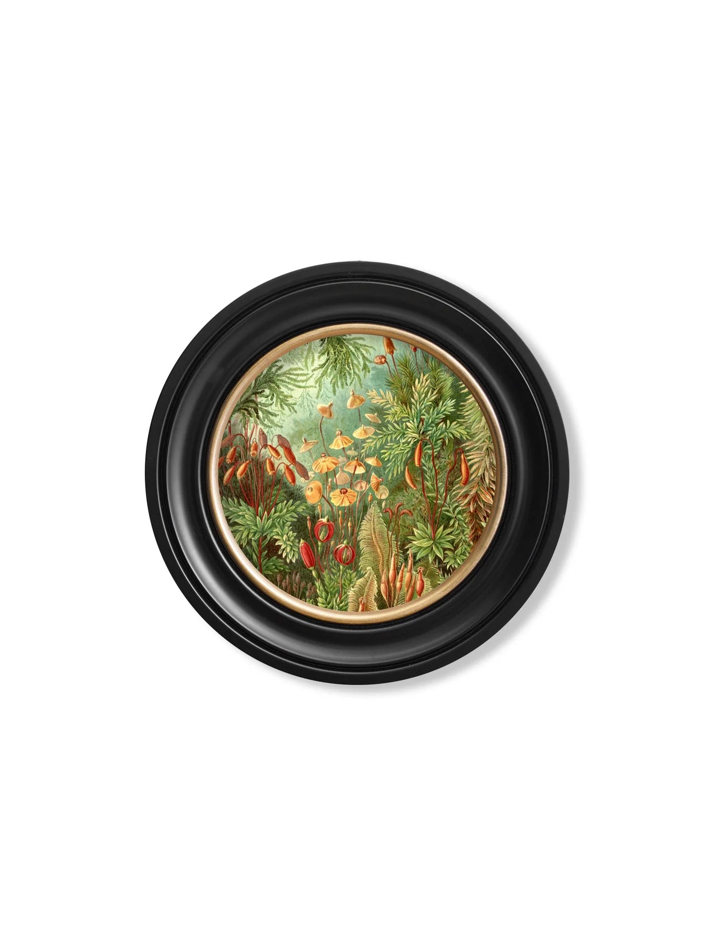 C.1904 Haeckel Flora And Fauna - Round Frames for sale - Woodcock and Cavendish