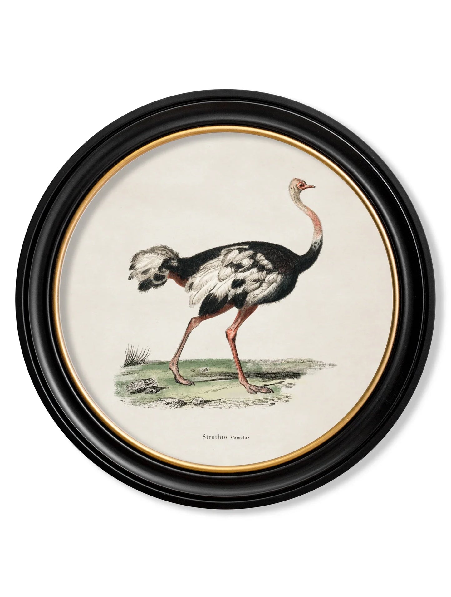 C.1846 Ostrich - Round Frame for sale - Woodcock and Cavendish