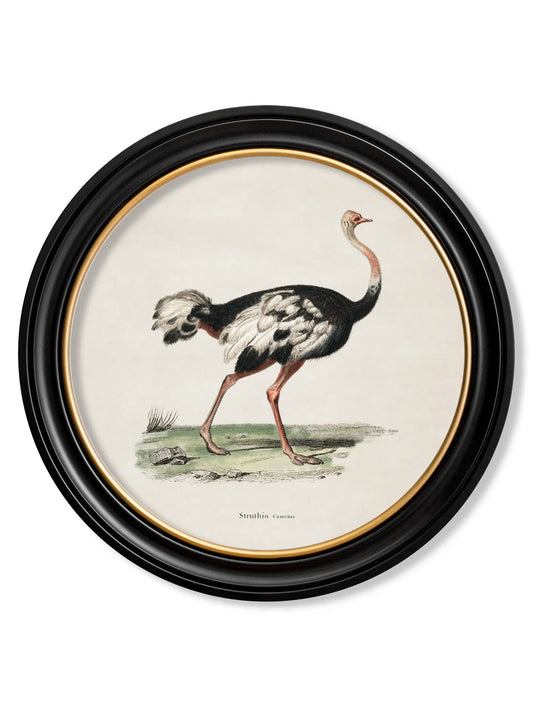 C.1846 Ostrich - Round Frame for sale - Woodcock and Cavendish