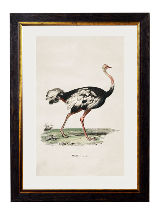 C.1846 Ostrich Frame for sale - Woodcock and Cavendish