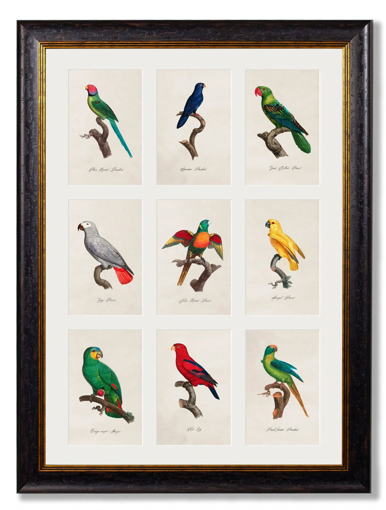 C.1833 Parrots Frame for sale - Woodcock and Cavendish