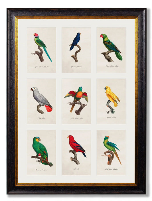 C.1833 Parrots Frame for sale - Woodcock and Cavendish