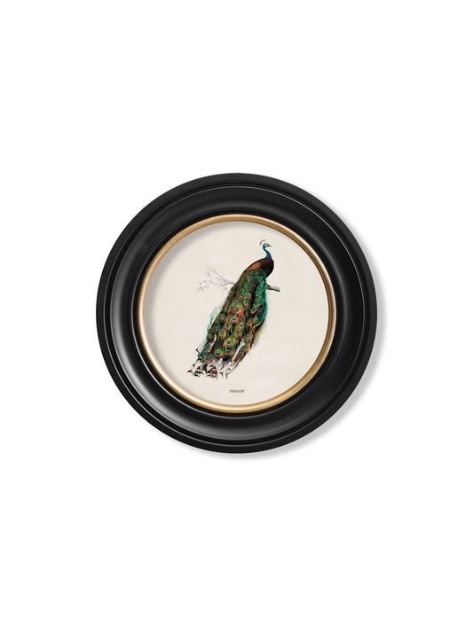 C.1809 British Birds In Round Frames for sale - Woodcock and Cavendish
