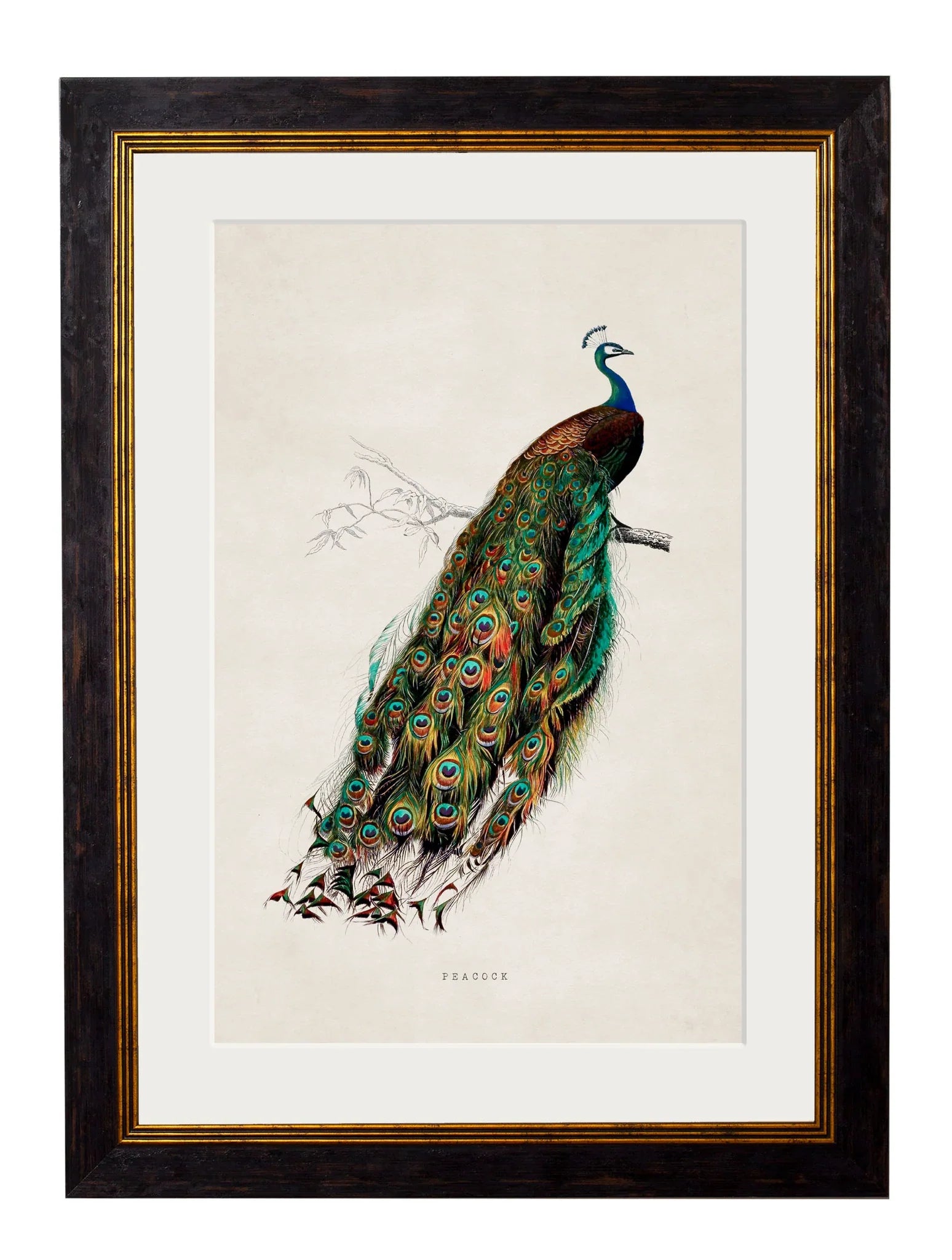 C.1847 Peacock Frame for sale - Woodcock and Cavendish