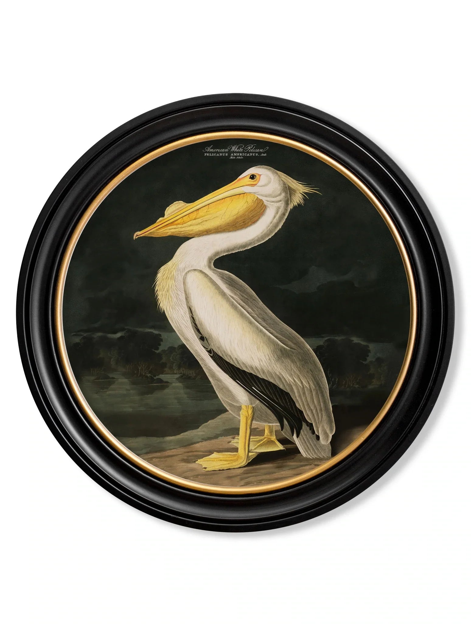 C.1838 Audubon's Birds of  America in Round Frames for sale - Woodcock and Cavendish
