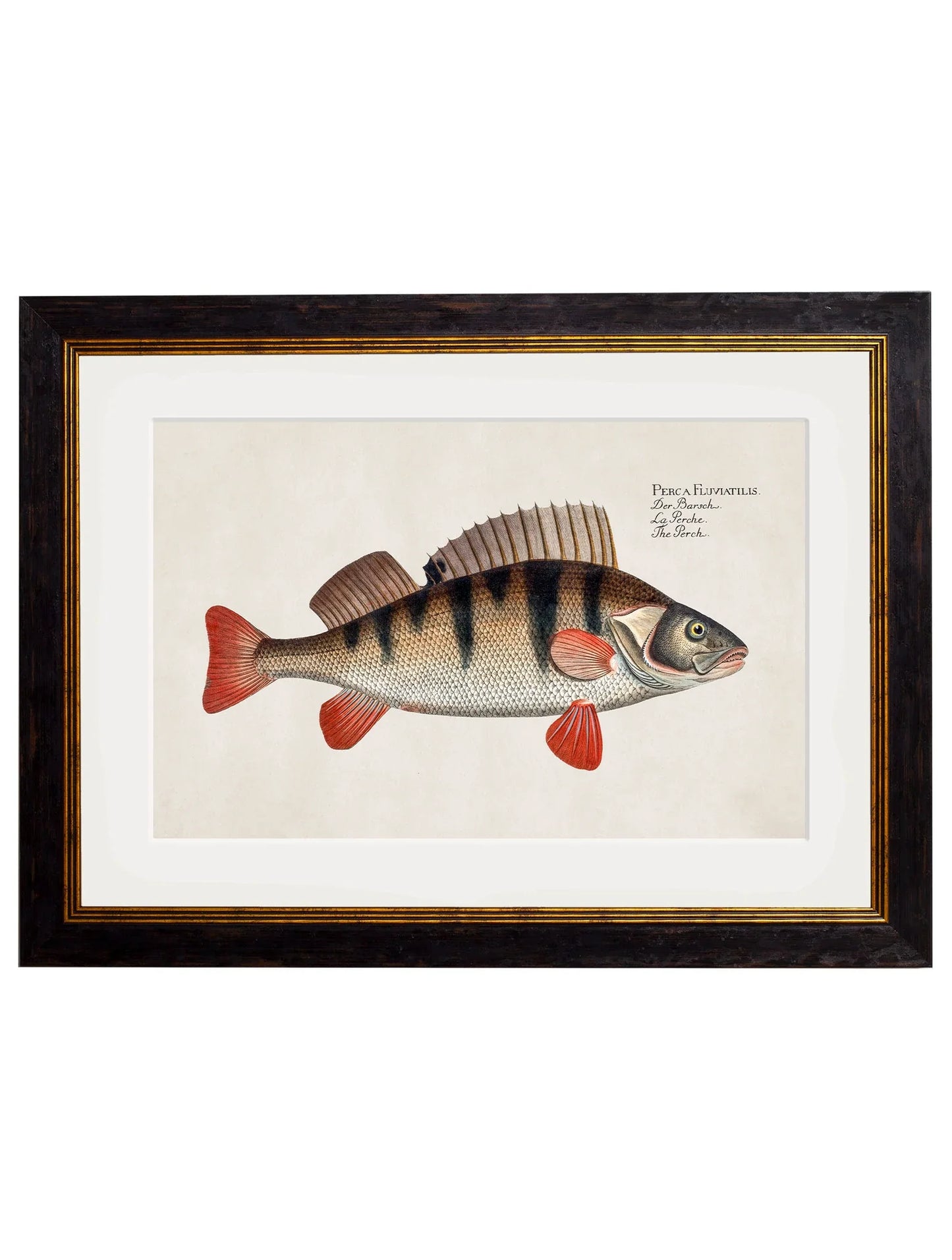 C.1785 Fresh Water Fish Frames for sale - Woodcock and Cavendish