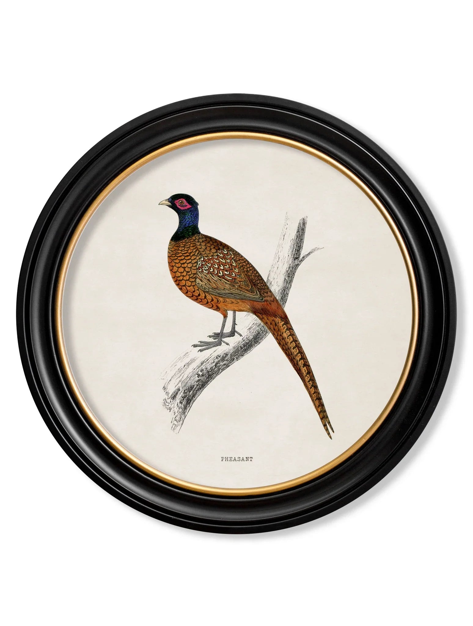 C.1809 British Birds In Round Frames for sale - Woodcock and Cavendish