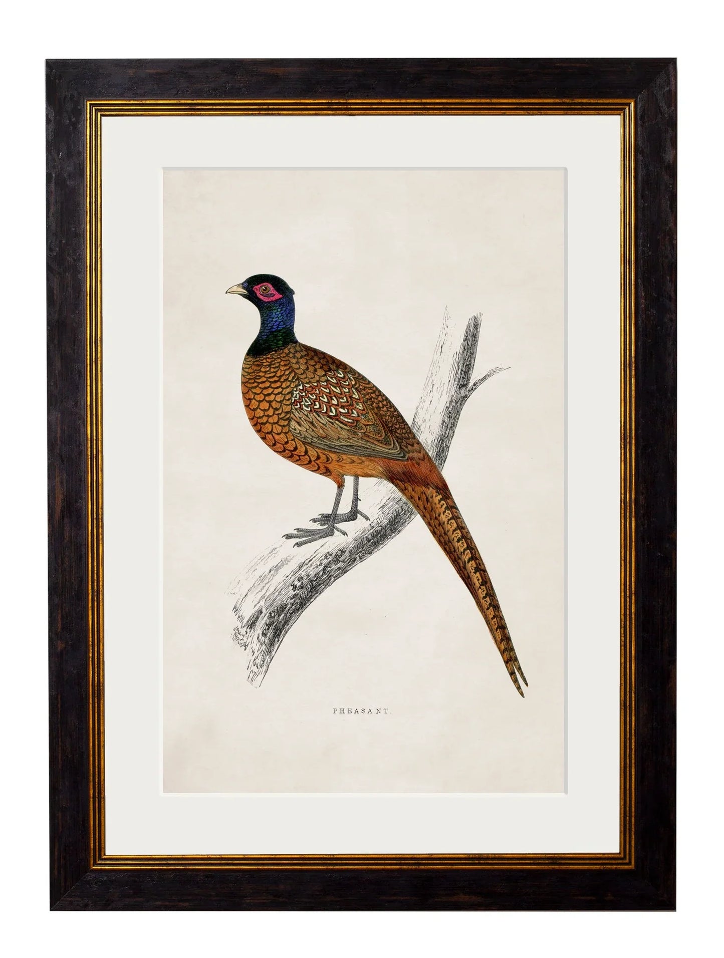 C.1850'S Pheasant Frame for sale - Woodcock and Cavendish