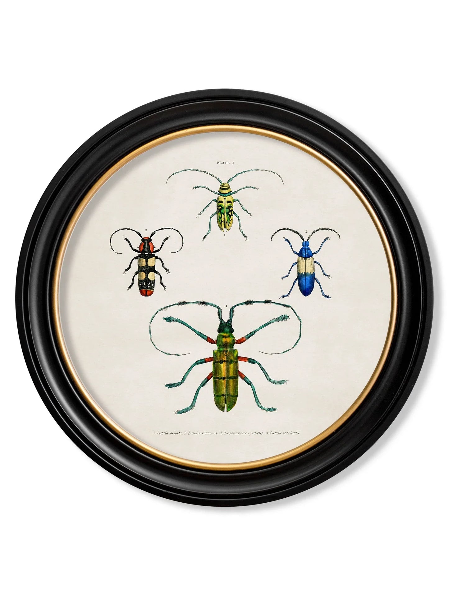 C.1836 Beetle Plates - Round Frames for sale - Woodcock and Cavendish