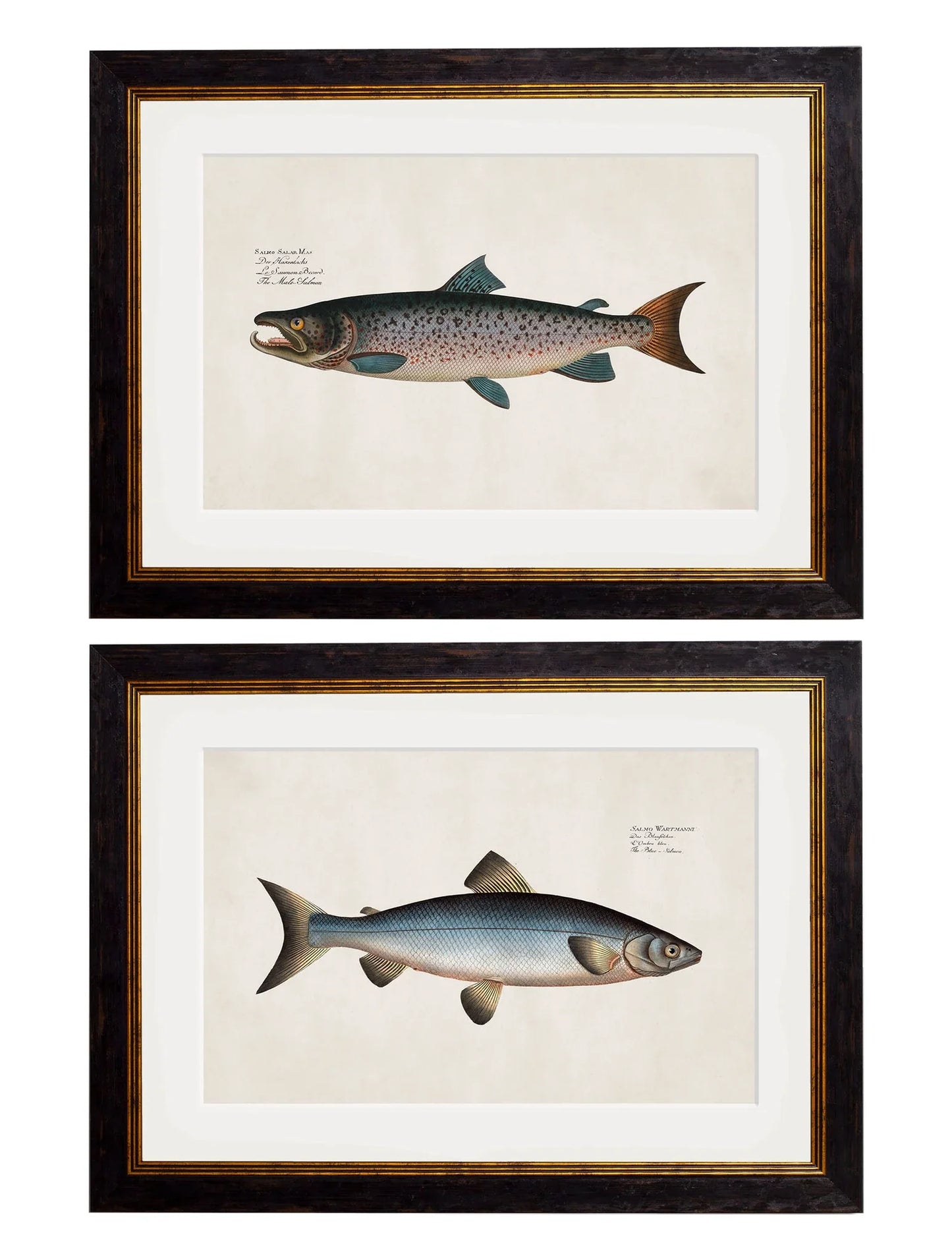 C.1785 Studies of Salmon Frames for sale - Woodcock and Cavendish