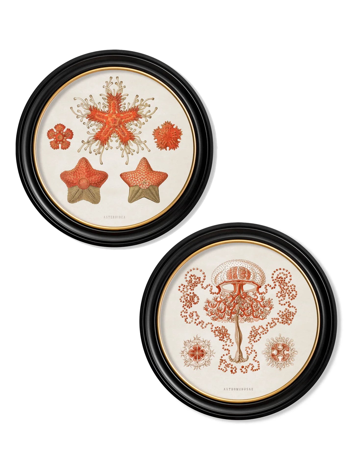 C.1904 Haeckel SeaLife - Round Frames for sale - Woodcock and Cavendish