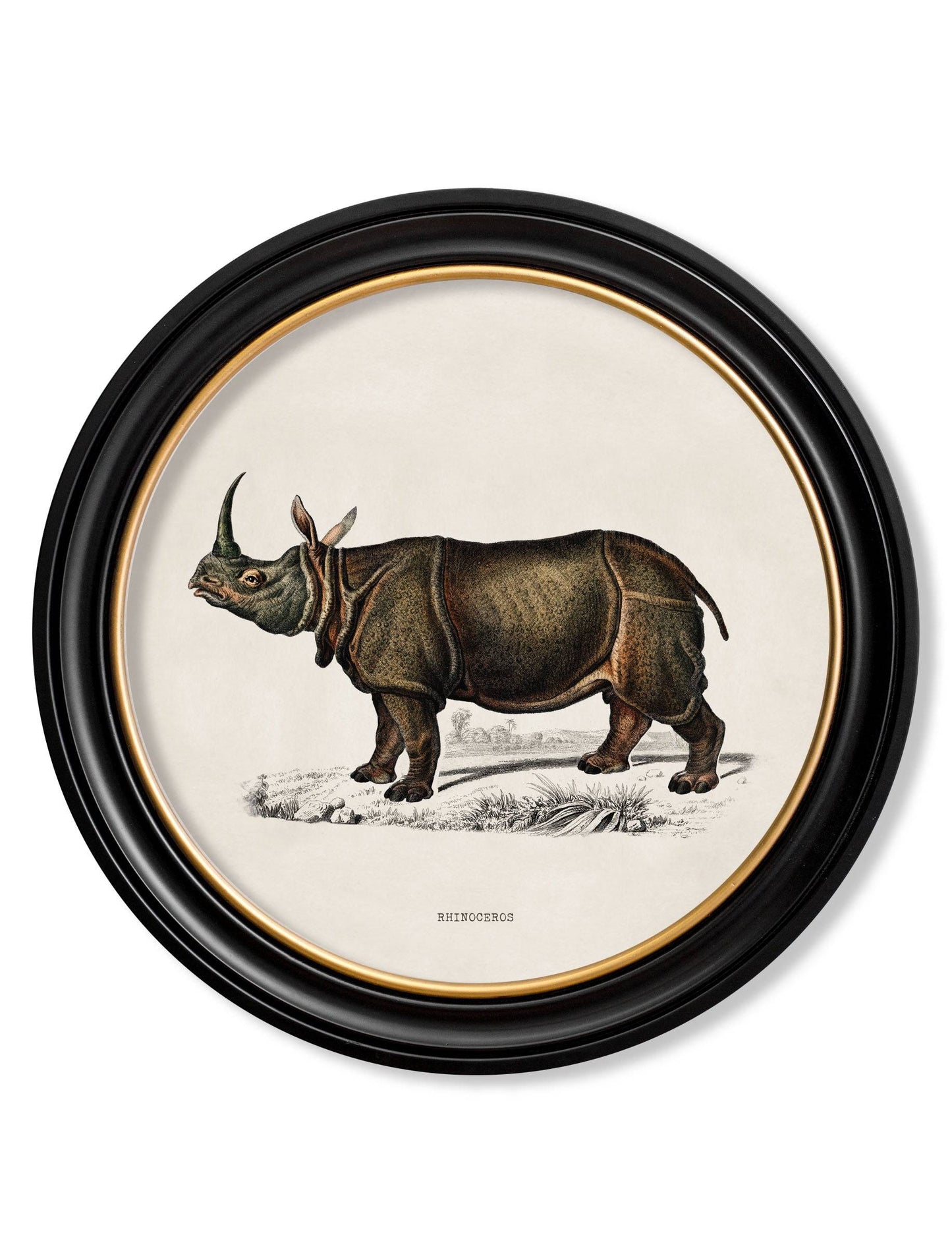 C.1846 Rhino & Hippo - Round Frames Set of Two for sale - Woodcock and Cavendish